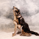 Illustration for article titled This Painting of a Wolf Is Actually Hiding Three People in Bodypaint